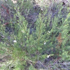 Westringia eremicola at Kambah, ACT - 3 Apr 2021