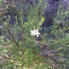 Westringia eremicola at Kambah, ACT - 3 Apr 2021