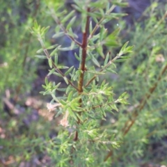 Westringia eremicola at Kambah, ACT - 3 Apr 2021