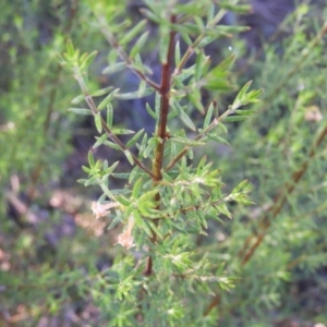 Westringia eremicola at Kambah, ACT - 3 Apr 2021 09:35 AM