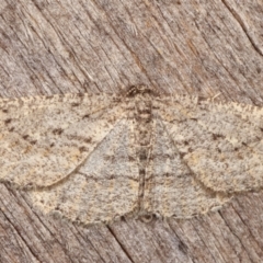 Zermizinga sinuata (Lucerne Looper, Spider Moth) at Melba, ACT - 3 Apr 2021 by kasiaaus