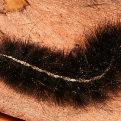 Ardices curvata (Crimson Tiger Moth) at Melba, ACT - 4 Apr 2021 by kasiaaus