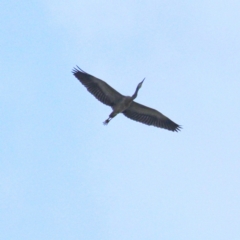 Egretta novaehollandiae (White-faced Heron) at Throsby, ACT - 10 Apr 2021 by davobj