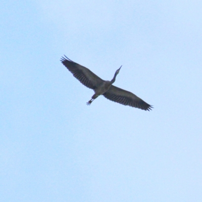 Egretta novaehollandiae (White-faced Heron) at Throsby, ACT - 10 Apr 2021 by davobj
