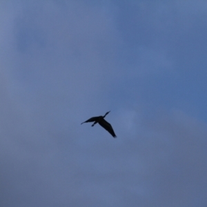 Egretta novaehollandiae at Throsby, ACT - 10 Apr 2021