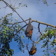 Pteropus poliocephalus (Grey-headed Flying-fox) at Parkes, ACT - 10 Apr 2021 by GirtsO