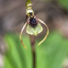 Chiloglottis seminuda (Turtle Orchid) by Aussiegall