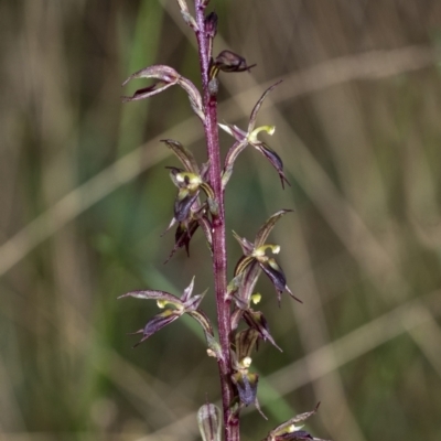 Acianthus exsertus (Large Mosquito Orchid) by Aussiegall