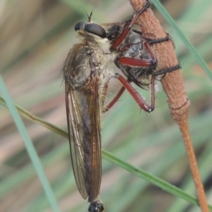 Colepia ingloria at Paddys River, ACT - 22 Feb 2021