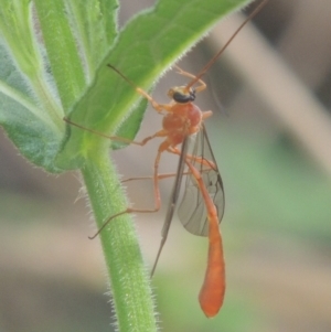 Dicamptus fuscicornis at Tuggeranong DC, ACT - 22 Feb 2021