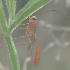 Dicamptus fuscicornis at Tuggeranong DC, ACT - 22 Feb 2021