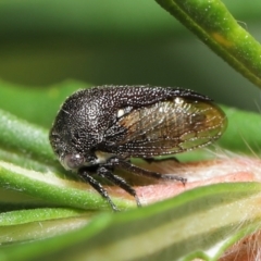 Terentius convexus (Hornless treehopper) at Acton, ACT - 9 Apr 2021 by TimL