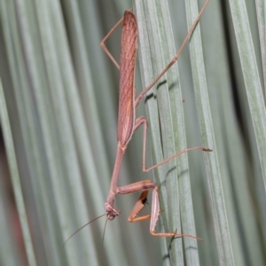 Pseudomantis albofimbriata at Acton, ACT - 9 Apr 2021 10:56 AM