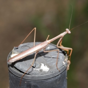 Pseudomantis albofimbriata at Acton, ACT - 9 Apr 2021 10:56 AM