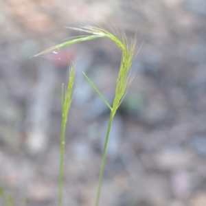 Vulpia bromoides at Wamboin, NSW - 21 Nov 2020