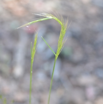 Vulpia bromoides (Squirrel-tail Fescue, Hair Grass) at Wamboin, NSW - 21 Nov 2020 by natureguy