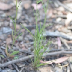 Vulpia bromoides at Wamboin, NSW - 21 Nov 2020