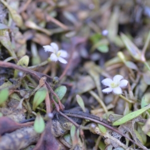 Glossostigma elatinoides at Wamboin, NSW - 21 Nov 2020