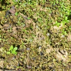 Glossostigma elatinoides at Wamboin, NSW - 21 Nov 2020