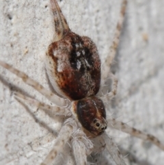 Tamopsis sp. (genus) at Acton, ACT - 9 Apr 2021