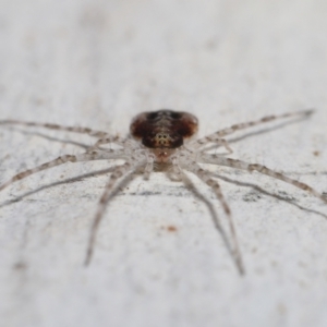 Tamopsis sp. (genus) at Acton, ACT - 9 Apr 2021