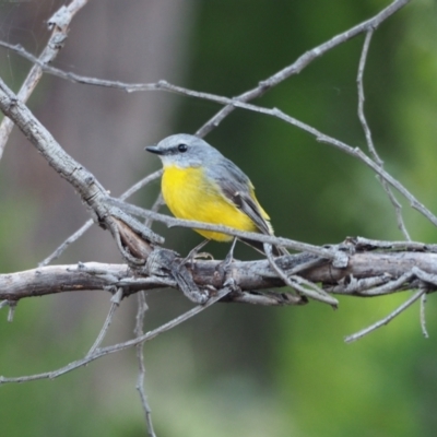 Eopsaltria australis (Eastern Yellow Robin) at Woodstock Nature Reserve - 10 Apr 2021 by wombey