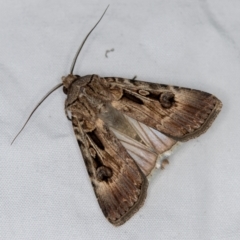 Agrotis munda (Brown Cutworm) at Melba, ACT - 13 Mar 2021 by Bron