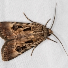 Agrotis munda at Melba, ACT - 13 Mar 2021 10:50 AM