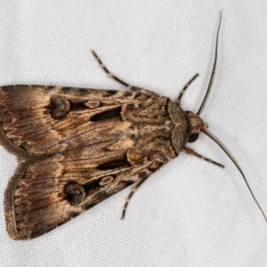 Agrotis munda at Melba, ACT - 13 Mar 2021 10:50 AM