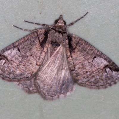 Austroterpna paratorna (Rounded Grey) at Melba, ACT - 13 Mar 2021 by Bron