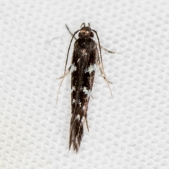 Cosmopterigidae (family) at Melba, ACT - 13 Mar 2021