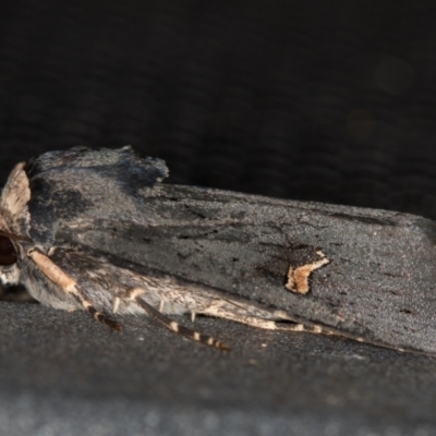 Proteuxoa cinereicollis (A noctuid or owlet moth) at Melba, ACT - 13 Mar 2021 by Bron