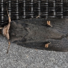 Proteuxoa cinereicollis at Melba, ACT - 13 Mar 2021 12:12 PM