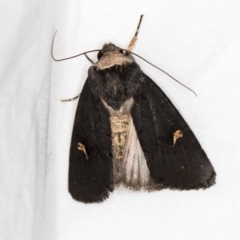 Proteuxoa cinereicollis at Melba, ACT - 13 Mar 2021 12:12 PM