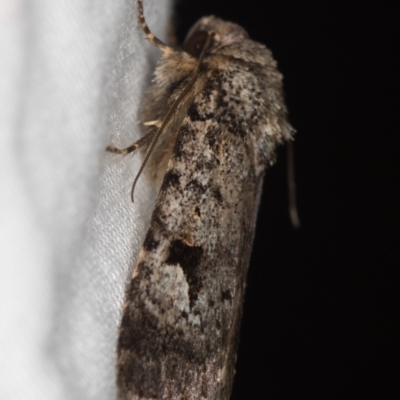 Thoracolopha verecunda (A Noctuid moth (Acronictinae)) at Melba, ACT - 13 Mar 2021 by Bron