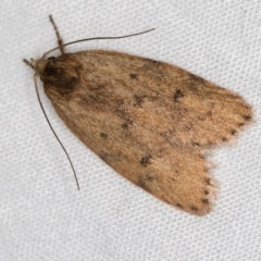 Garrha leucerythra (A concealer moth) at Melba, ACT - 13 Mar 2021 by Bron