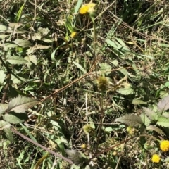 Bidens pilosa (Cobbler's Pegs, Farmer's Friend) at Holt, ACT - 11 Apr 2021 by KMcCue