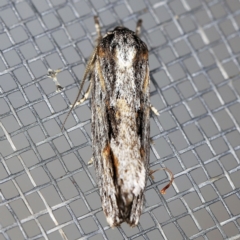 Agriophara platyscia (A Flat-bodied moth (Depressidae) at O'Connor, ACT - 5 Apr 2021 by ibaird