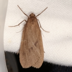 Threnosia myochroa (A moth) at Melba, ACT - 4 Apr 2021 by kasiaaus