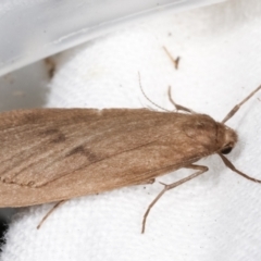 Threnosia myochroa at Melba, ACT - 4 Apr 2021 09:14 PM