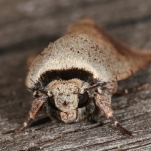 Proteuxoa leptochroa at Melba, ACT - 4 Apr 2021 10:55 PM