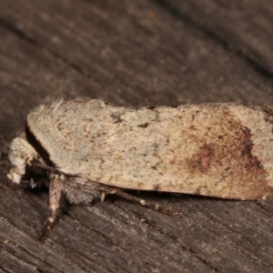 Proteuxoa leptochroa at Melba, ACT - 4 Apr 2021 10:55 PM