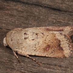 Proteuxoa leptochroa at Melba, ACT - 4 Apr 2021 10:55 PM