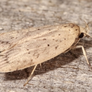 Garrha (genus) at Melba, ACT - 4 Apr 2021