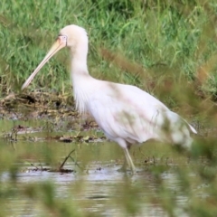 Platalea flavipes (Yellow-billed Spoonbill) at Wodonga Regional Park - 11 Apr 2021 by Kyliegw