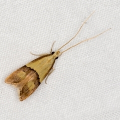 Crocanthes prasinopis (A Curved -horn moth) at Melba, ACT - 13 Mar 2021 by Bron