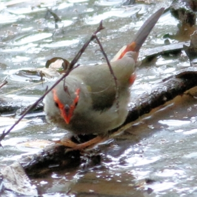 Neochmia temporalis (Red-browed Finch) at Wodonga Regional Park - 11 Apr 2021 by Kyliegw