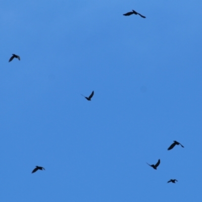 Corvus mellori (Little Raven) at Bandiana, VIC - 11 Apr 2021 by KylieWaldon