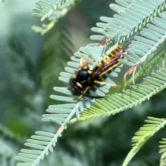 Vespula germanica (European wasp) at Bandiana, VIC - 11 Apr 2021 by KylieWaldon