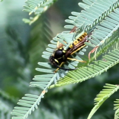 Vespula germanica (German Yellowjacket Wasp (also known as European Wasp)) at Bandiana, VIC - 11 Apr 2021 by KylieWaldon